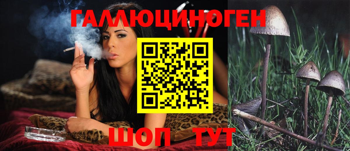 Псилоцибиновые грибы Psilocybe Красноуфимск